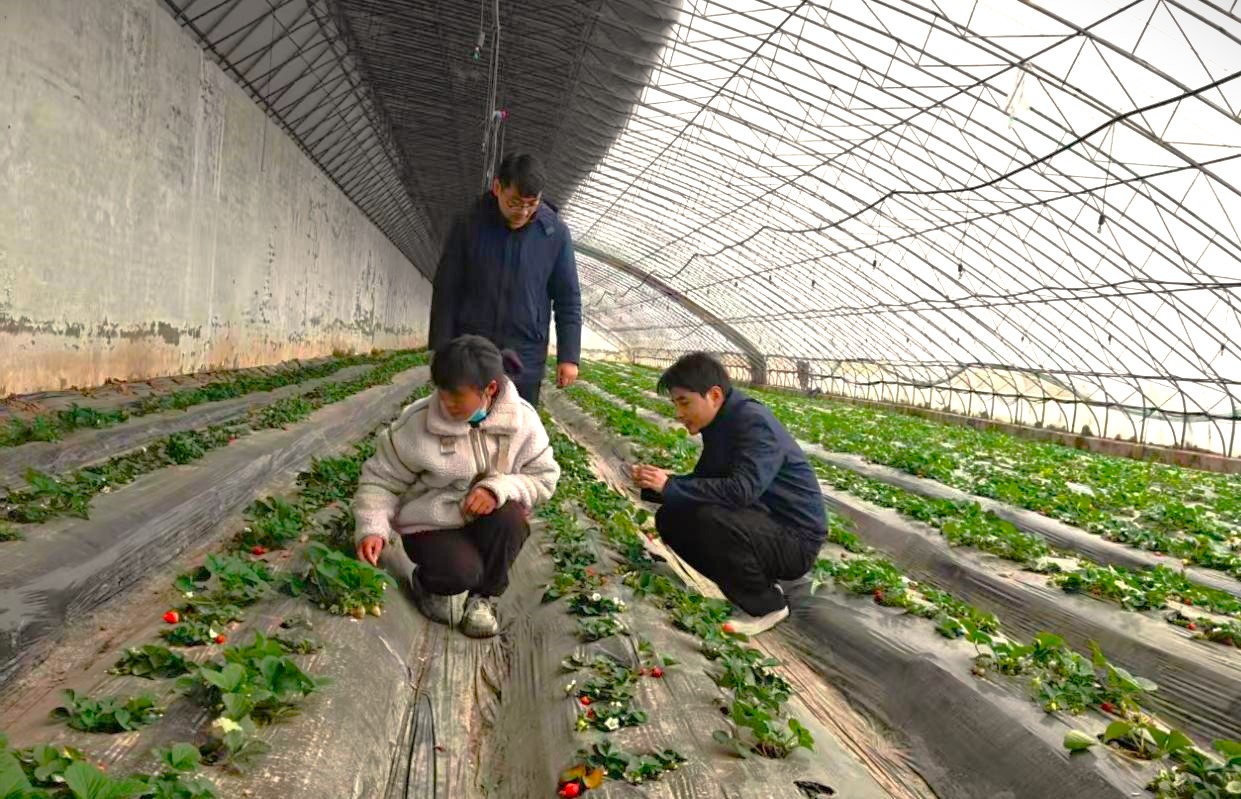 渔沟 草莓.jpeg 渔沟 草莓.jpeg