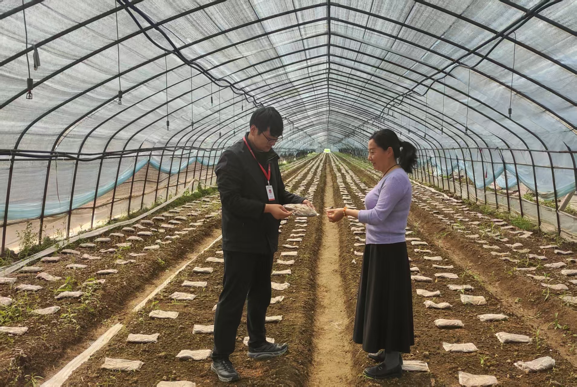 渔沟  羊肚菌.jpg