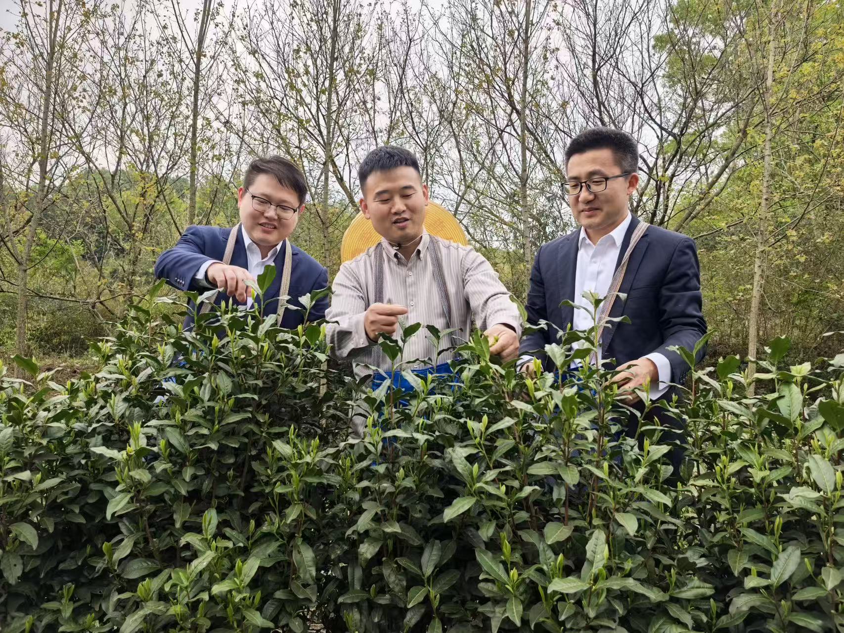 客户经理与茶农在茶山了解茶叶品相 (2) （图 梅光琼）.jpg